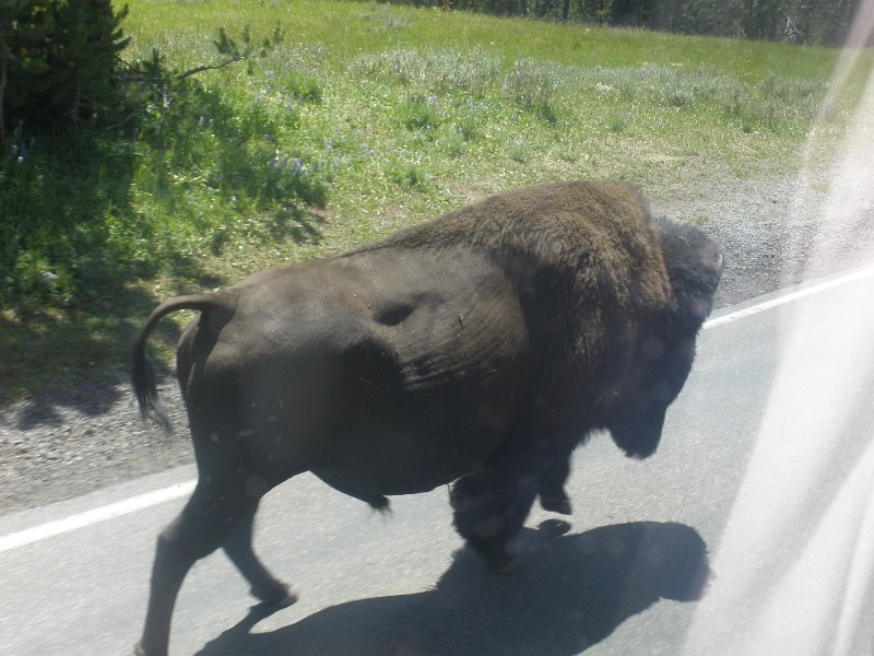 Trip (133).JPG - A buffalo walks along the road in Yellowstone National Park